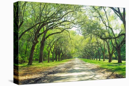 Live Oaks and Spanish Moss Wormsloe State Historic Site Savannah GA-null-Premier Image Canvas