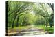 Live Oaks and Spanish Moss Wormsloe State Historic Site Savannah GA-null-Premier Image Canvas