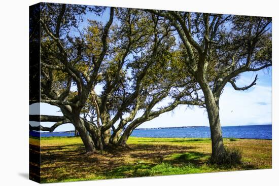 Live Oaks by the Bay I-Alan Hausenflock-Premier Image Canvas