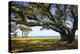 Live Oaks by the Bay II-Alan Hausenflock-Premier Image Canvas