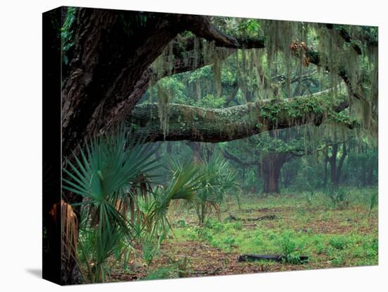 Live Oaks Covered in Spanish Moss and Ferns, Cumberland Island, Georgia, USA-Art Wolfe-Premier Image Canvas