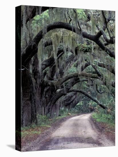 Live Oaks Line a Dirt Road, Cumberland Island, Georgia, USA-Gavriel Jecan-Premier Image Canvas