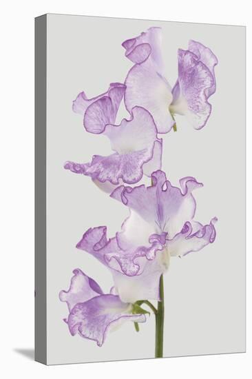 Lively Floral - Unison-Ben Wood-Stretched Canvas