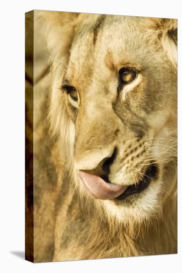 Livingston, Zambia. Close-up of a Male Lion Licking His Nose-Janet Muir-Premier Image Canvas