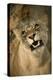 Livingston, Zambia. the Face of a Female Lioness While Mating-Janet Muir-Premier Image Canvas