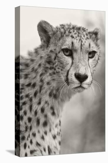 Livingstone, Zambia, Africa. Cheetah-Janet Muir-Premier Image Canvas