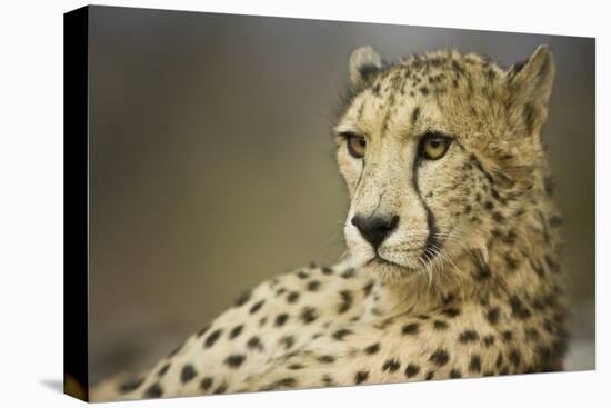 Livingstone, Zambia, Africa. Cheetah-Janet Muir-Premier Image Canvas