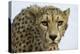 Livingstone, Zambia, Africa. Cheetah-Janet Muir-Premier Image Canvas