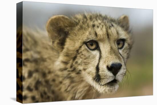 Livingstone, Zambia, Africa. Close-up of a Cheetah Cub-Janet Muir-Premier Image Canvas