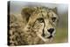 Livingstone, Zambia, Africa. Close-up of a Cheetah Cub-Janet Muir-Premier Image Canvas