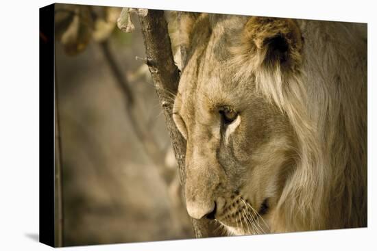 Livingstone, Zambia. Pensive Look of a Young Male Lion-Janet Muir-Premier Image Canvas