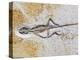 Lizard Fossil from Solnhofen Limestone Formation-Naturfoto Honal-Premier Image Canvas
