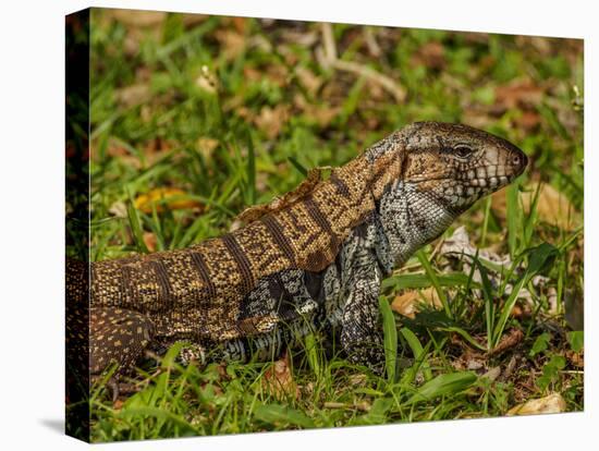 Lizard in the forest next to the Iguazu Falls, Foz do Iguacu, State of Parana, Brazil, South Americ-Karol Kozlowski-Premier Image Canvas