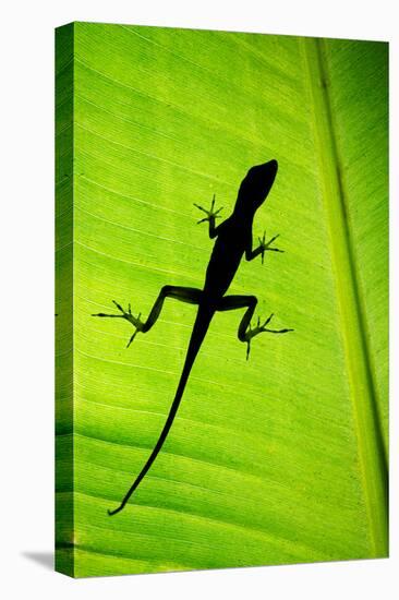 Lizard on Leaf, Sarapiqui, Costa Rica-null-Stretched Canvas