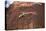 Lizard on surface of rock, Hole 'N the Rock, Zion National Park, Utah, USA-Panoramic Images-Premier Image Canvas