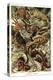 Lizards-Ernst Haeckel-Stretched Canvas