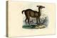 Llama, 1863-79-Raimundo Petraroja-Premier Image Canvas