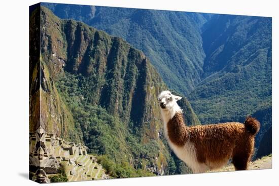 Llama above Macchu Picchu-pamelasproof-Premier Image Canvas