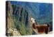 Llama above Macchu Picchu-pamelasproof-Premier Image Canvas