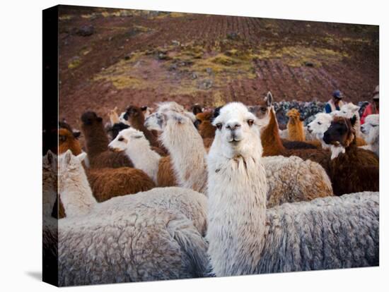 Llama and Alpaca Herd, Lares Valley, Cordillera Urubamba, Peru-Kristin Piljay-Premier Image Canvas