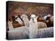 Llama and Alpaca Herd, Lares Valley, Cordillera Urubamba, Peru-Kristin Piljay-Premier Image Canvas