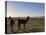 Llama and Alpaca on Salt Flats, Salar de Uyuni, Southwest Highlands, Bolivia, South America-Simon Montgomery-Premier Image Canvas