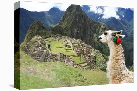 Llama at Historic Lost City of Machu Picchu - Peru-Yaro-Premier Image Canvas