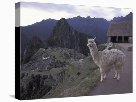 Llama by Guard House, Ruins, Machu Picchu, Peru-Claudia Adams-Premier Image Canvas