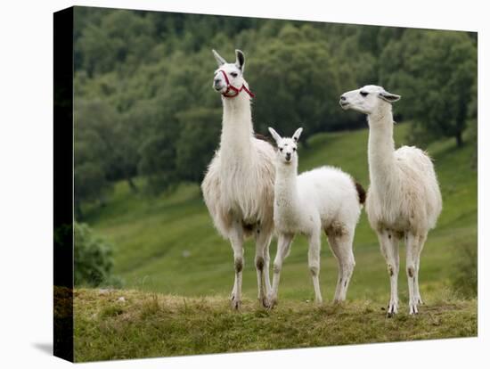 Llama Family-Richardson Rolf-Premier Image Canvas