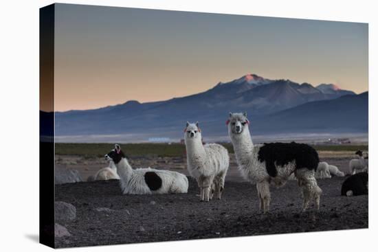 Llama Gathering in the Sajama National Park-Alex Saberi-Premier Image Canvas