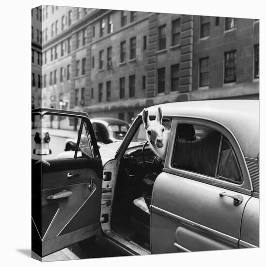 Llama in a car, ca. 1950-null-Stretched Canvas