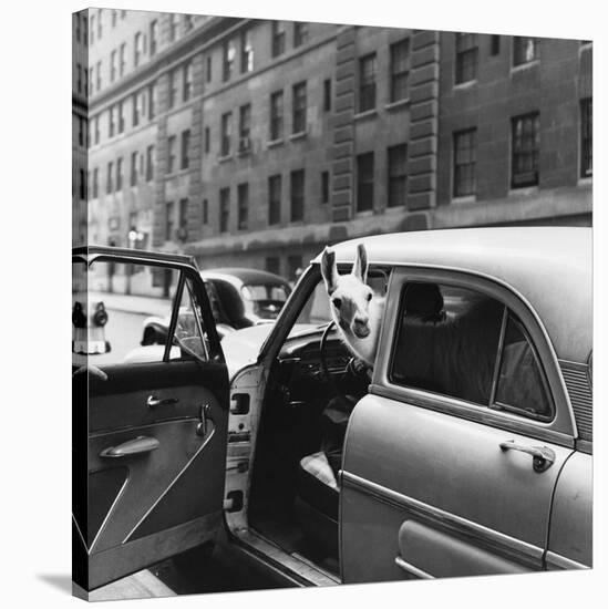 Llama in a car, ca. 1950-null-Stretched Canvas