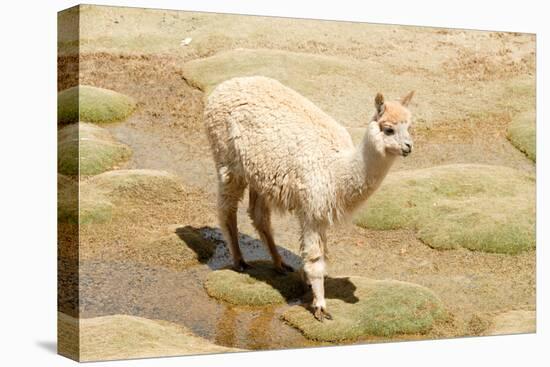 Llama in A Mountain Landscape, Peru-demerzel21-Premier Image Canvas