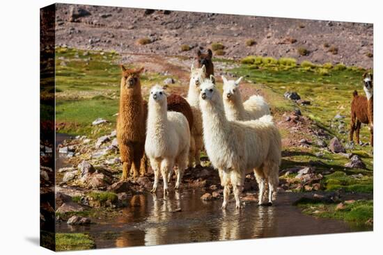 Llama in Argentina-Andrushko Galyna-Premier Image Canvas