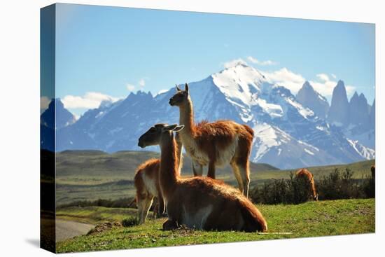 Llama in Landscape-fmingo-Premier Image Canvas