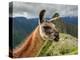 Llama in Machu Picchu, Cusco Region, Peru, South America-Karol Kozlowski-Premier Image Canvas