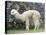 Llama in Machu Picchu, Peru-Darrell Gulin-Premier Image Canvas