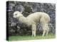 Llama in Machu Picchu, Peru-Darrell Gulin-Premier Image Canvas