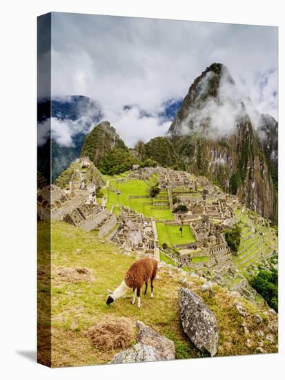 Llama in Machu Picchu, UNESCO World Heritage Site, Cusco Region, Peru, South America-Karol Kozlowski-Premier Image Canvas