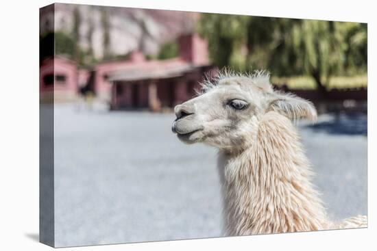 Llama in Purmamarca, Jujuy, Argentina.-Anibal Trejo-Premier Image Canvas