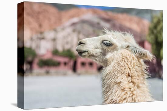 Llama in Purmamarca, Jujuy, Argentina.-Anibal Trejo-Premier Image Canvas