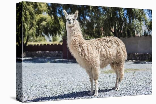 Llama in Purmamarca, Jujuy, Argentina.-Anibal Trejo-Premier Image Canvas