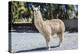 Llama in Purmamarca, Jujuy, Argentina.-Anibal Trejo-Premier Image Canvas