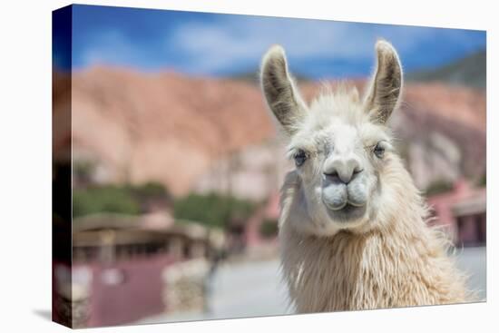 Llama in Purmamarca, Jujuy, Argentina.-Anibal Trejo-Premier Image Canvas