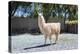 Llama in Purmamarca, Jujuy, Argentina.-Anibal Trejo-Premier Image Canvas