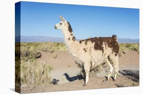 Llama in Salinas Grandes in Jujuy, Argentina.-Anibal Trejo-Premier Image Canvas