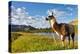 Llama in the Rocky Mountains-Patrick Poendl-Premier Image Canvas