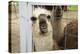 Llama (Lama Glama) Looking into Camera-Matt Freedman-Premier Image Canvas