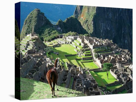 Llama, Machu Picchu, Peru-Miva Stock-Premier Image Canvas