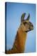 Llama Portrait IV-Tyler Stockton-Stretched Canvas